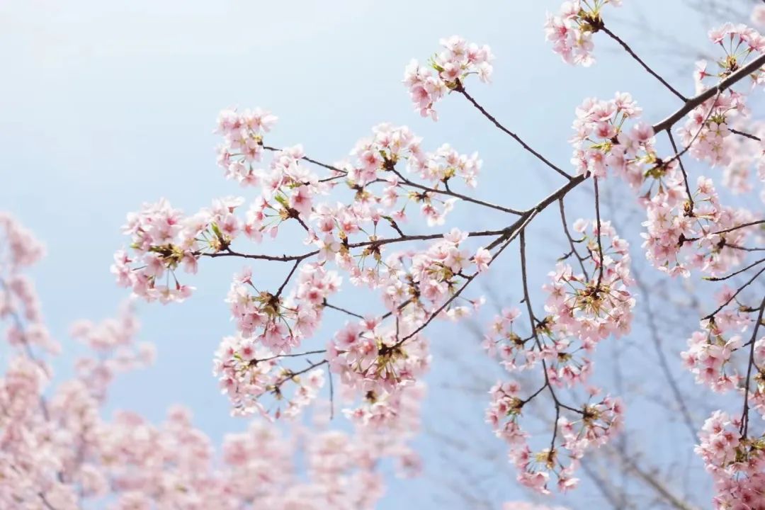 中國(guó)美容博覽會(huì)