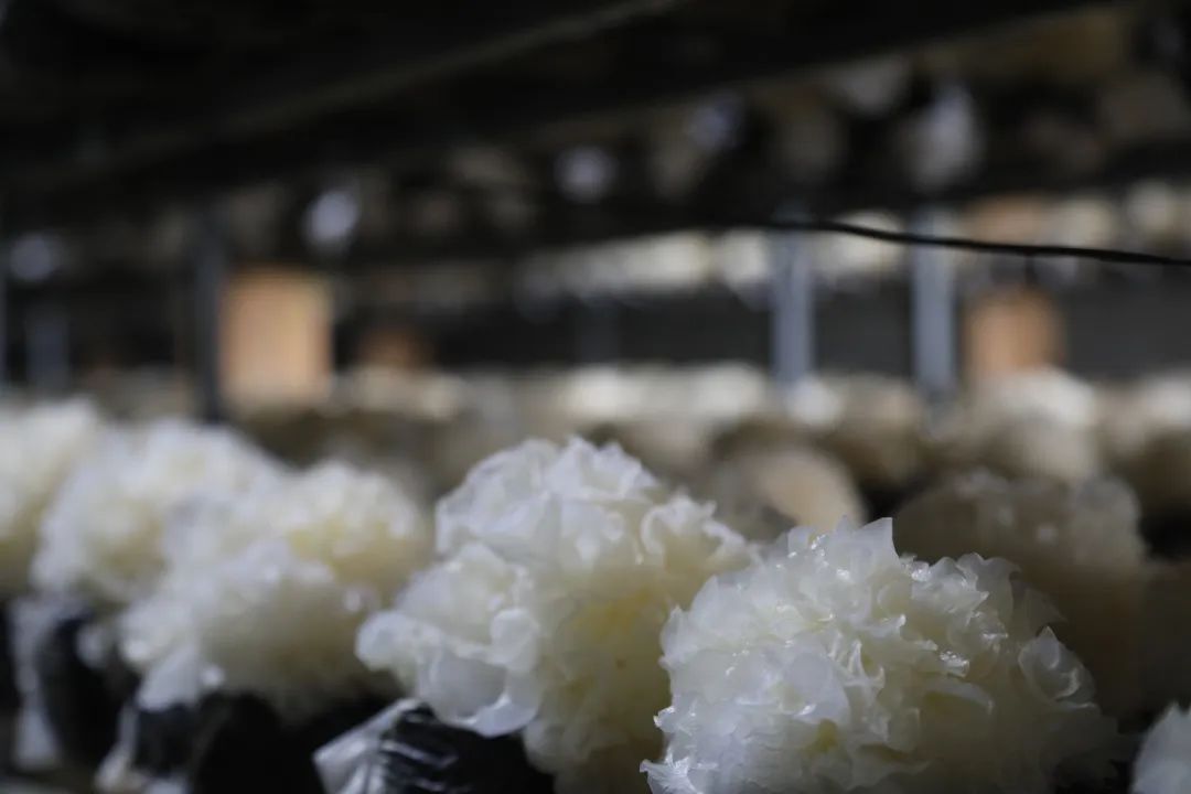 中國美容博覽會